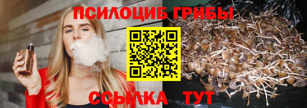 Кулебаки  Псилоцибиновые грибы Cubensis  Вход с VPN 